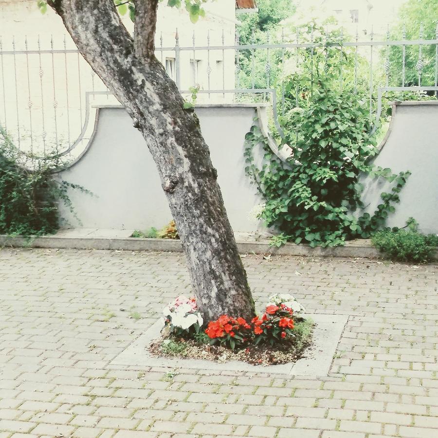 Prenocisca Angelin Hram, Tiny Apartments Markovec Zewnętrze zdjęcie